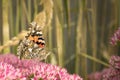 Painted Lady Butterfly Royalty Free Stock Photo