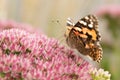 Painted Lady Butterfly Royalty Free Stock Photo