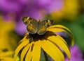 Pearl Crescent butterfly on Black Eyed Susan with bee