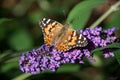 Painted Lady Butterfly On Blooming Purple Butterfly Bush