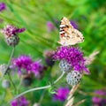 Painted lady butterfly on blooming purple thistle flower close up side view, Vanessa cardui, blurred green grass background macro Royalty Free Stock Photo