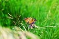 Painted lady butterfly on blooming purple thistle flower close up top view, beautiful orange Vanessa cardui on blurred green grass Royalty Free Stock Photo