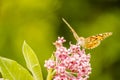 Painted Lady Butterfly on the Autumn Flowers Royalty Free Stock Photo