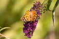 Painted Lady Butterfly on Buddleia