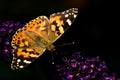 Painted lady on butterfly bush