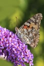 Painted lady butterfly, Vanessa cardui Royalty Free Stock Photo