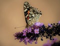 A painted lady butterfly