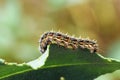 The painted lady butterfly caterpillar , Vanessa cardui larva