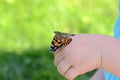 Painted lady butterfly on childs hand