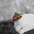 Painted lady butterfly on childs hand