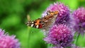Painted lady butterfly on a chives flower