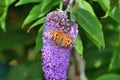 Painted lady butterfly enjoying nectar from blossom of butterfly bush. Royalty Free Stock Photo