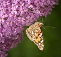 A painted lady butterfly feeding on a buddleia flower Royalty Free Stock Photo