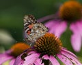 Painted Lady butterfly feeding on Purple Coneflower Royalty Free Stock Photo