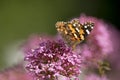 Painted lady butterfly