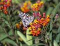 Painted lady butterfly feeding on tropical milkweed in the garden of the Philbrook Museum of Art in Tulsa, Oklahoma. Royalty Free Stock Photo