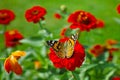 Zinnia Elegans scarlet bloom with butterfly in flower garden. Bokeh