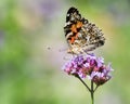 Painted Lady Royalty Free Stock Photo