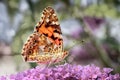 Painted Lady Butterfly on a flower head with bokeh background. Royalty Free Stock Photo