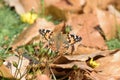 Painted lady butterfly on flower heads in autumn Royalty Free Stock Photo