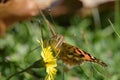 Painted lady butterfly on flower showing closeup of proboscis Royalty Free Stock Photo