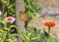 Painted Lady Butterfly Feeding on a Zinnia Flower in a Garden Royalty Free Stock Photo