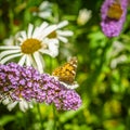 Painted Lady Butterfly In a Garden in Scotland in Summer Royalty Free Stock Photo