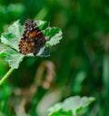 Painted Lady Butterfly on Green Leaf