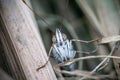 Painted lady, Butterfly hides among the dry reeds