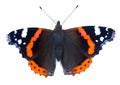 Painted lady butterfly isolated