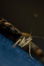 Painted Lady Butterfly Macro Photography