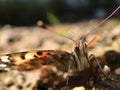 Painted Lady Butterfly Macro View Resting on the Ground During Migration Royalty Free Stock Photo