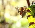 Painted Lady Butterfly on Multicoloured Leaf