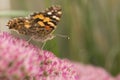 Painted Lady Butterfly Royalty Free Stock Photo