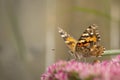 Painted Lady Butterfly Royalty Free Stock Photo