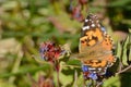 Painted Lady Butterfly Royalty Free Stock Photo