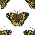 Painted lady butterfly pattern