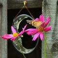 Painted Lady Butterfly & 2 pink zinnias