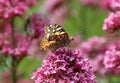 Painted lady butterfly