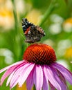 Painted lady butterfly on pink cone flower Royalty Free Stock Photo