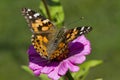 Painted Lady Butterfly on Pink Zinnia Blossom - Vanessa cardui Royalty Free Stock Photo