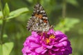 Painted Lady Butterfly on Pink Zinnia Blossom - Vanessa cardui Royalty Free Stock Photo