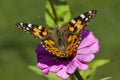 Painted Lady Butterfly on Pink Zinnia Blossom - Vanessa cardui Royalty Free Stock Photo