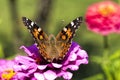 Painted Lady Butterfly on Pink Zinnia Blossom - Vanessa cardui Royalty Free Stock Photo