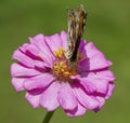 Painted Lady Butterfly on Pink Zinnia Blossom - Vanessa cardui Royalty Free Stock Photo