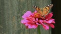 Painted Lady Butterfly & Pink Zinnia