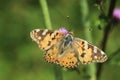 Painted lady butterfly Royalty Free Stock Photo