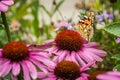 Painted lady butterfly pollinates echinacea purpurea or purple coneflower