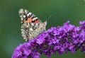 Painted Lady Butterfly