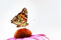 Painted lady butterfly on purple cone flower Royalty Free Stock Photo